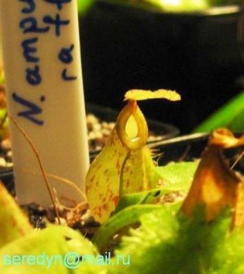 N. ampullaria x rafflesiana
