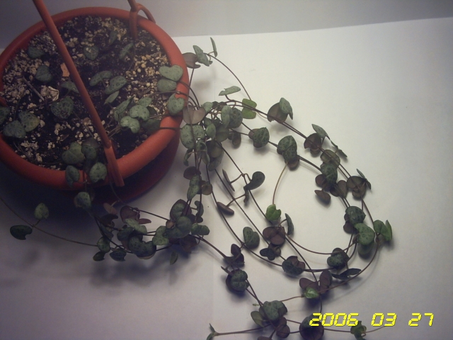PICT0025.jpg