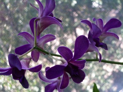 Den. Blue Violetta 2007 09 23 03 a.jpg
