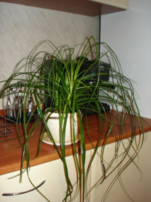 DSC05224.jpg