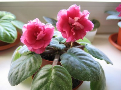 -бабье лето,.jpg