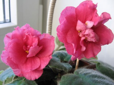 -Бабье лето..jpg