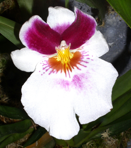 MILTONIA.jpg