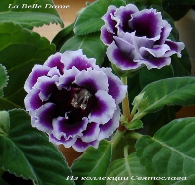 La Belle Dame.jpg