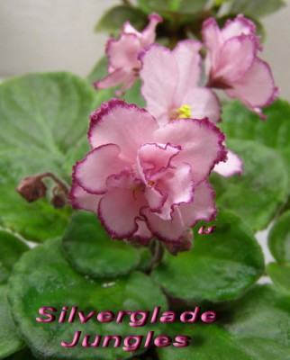 Это новый жилец. Приехал сегодня от Наташи.