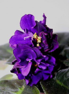 -Черная жемчужина .jpg