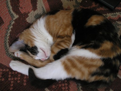 P1070010.jpg