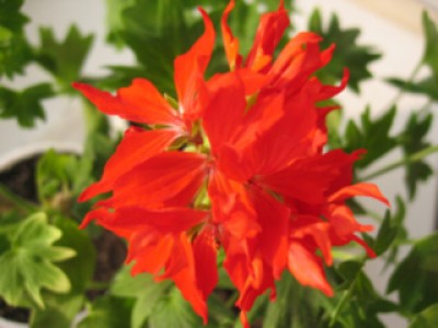 Stellar-Red.jpg