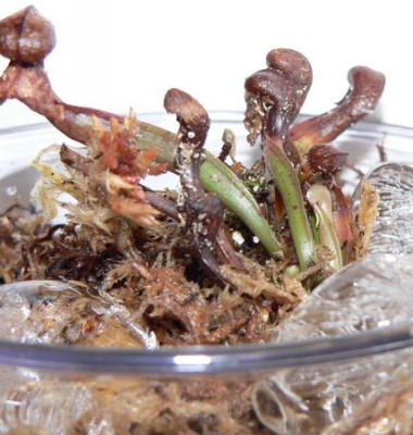 1_Darlingtonia.jpg