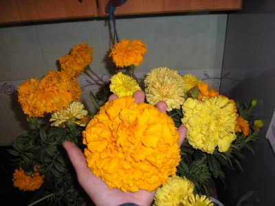 P1010549.JPG
