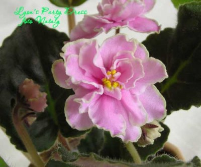 первое цветение