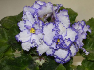 Iceberg - в любимчиках:)