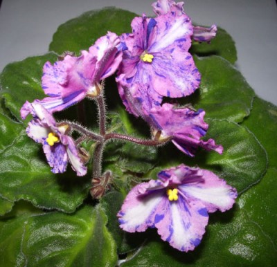 Kilauea-красавица!