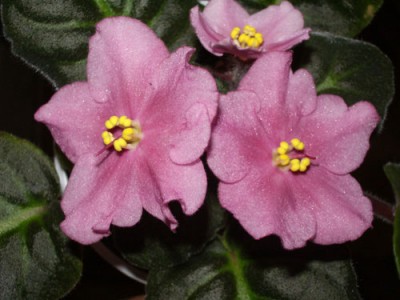 Тоже первенец, причем долгожданный :)