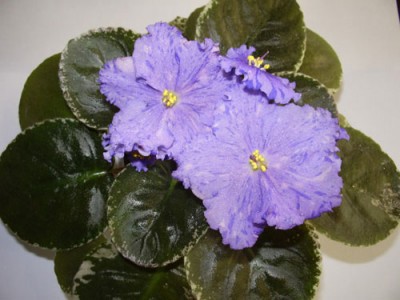 ЕК-Ситцевая Свадьба - новичок в коллекции :)