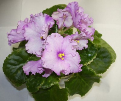 Размер цветочков впечатляет