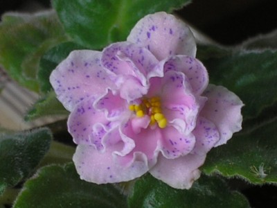 Костина Фантазия - первое цветение.