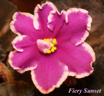 FierySunset.jpg