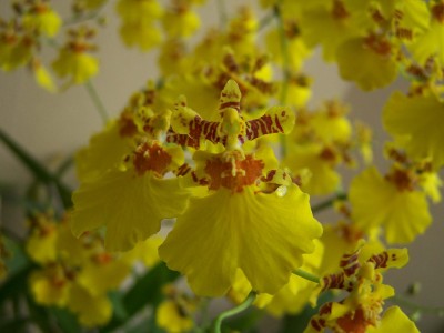 Oncidium sp 1.jpg