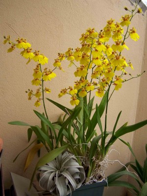 Oncidium sp..jpg
