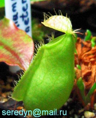 N. ampularia.JPG