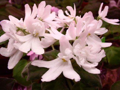 Lunar-Lily-white.jpg