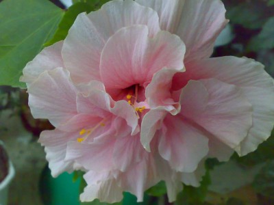 Double Pink.JPG