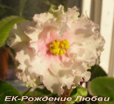 -Рождение Любви.jpg