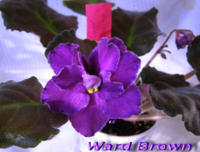 Ward_Brown_1.jpg