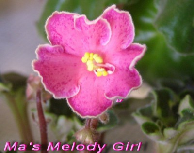 Mas_Melody_Girl.jpg