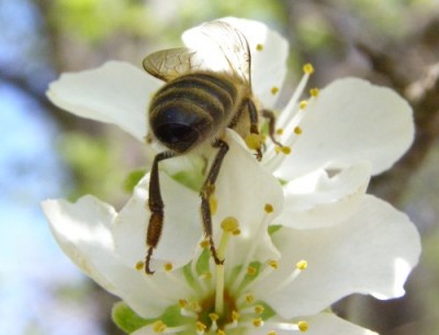 insect1.jpg
