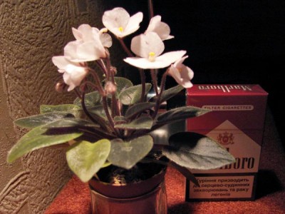 Jolly Calla