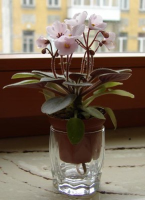 jolly-calla.jpg