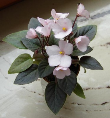 jolly-calla_2.jpg