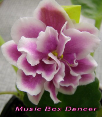 Music Box dancer.jpg