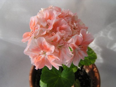 PB220026a.JPG
