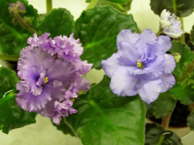 Centential Thunder (sport?) + Белые Ночи