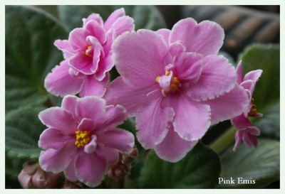Pink Emis.JPG