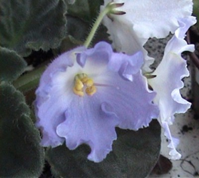 один сиреневый, а рядом беленькие цветочки