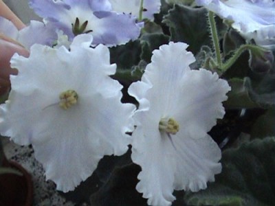 почти беленький