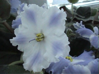 такой еще цветочек