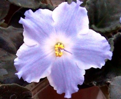 обычное цветение