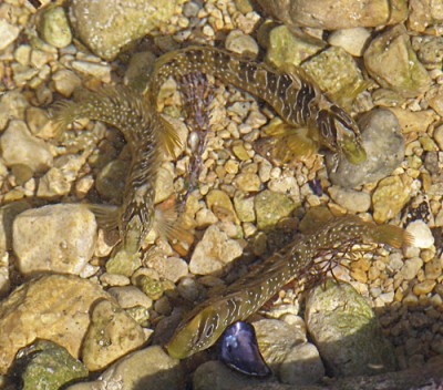 fauna4.jpg