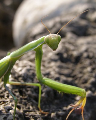fauna2.jpg