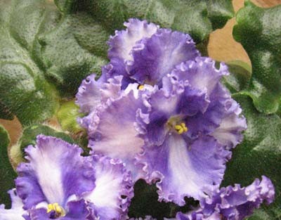 IMG_1781 copy.jpg