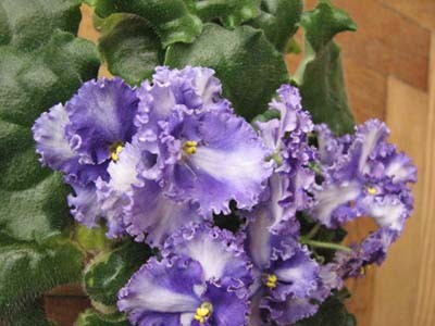 IMG_1779 copy.jpg