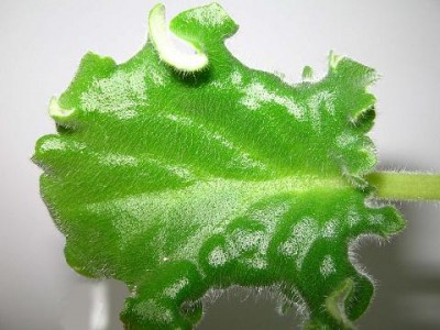 IMG_000217.JPG