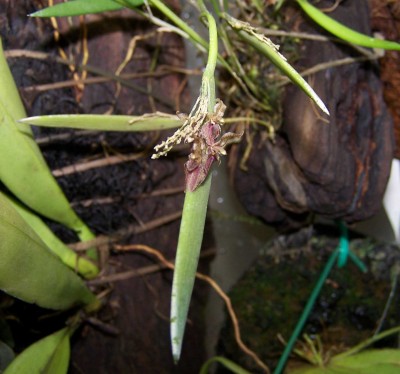 Pleurobotryum atropurpureum.jpg