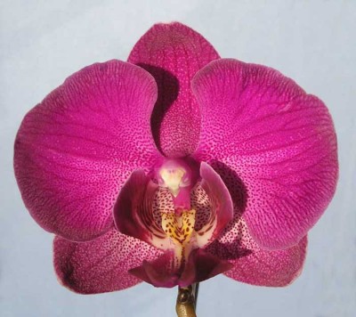 Dtps.King Shians Rose.jpg