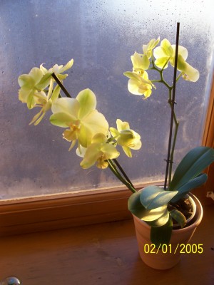 дата неправильно установлена, фоткалось на днях